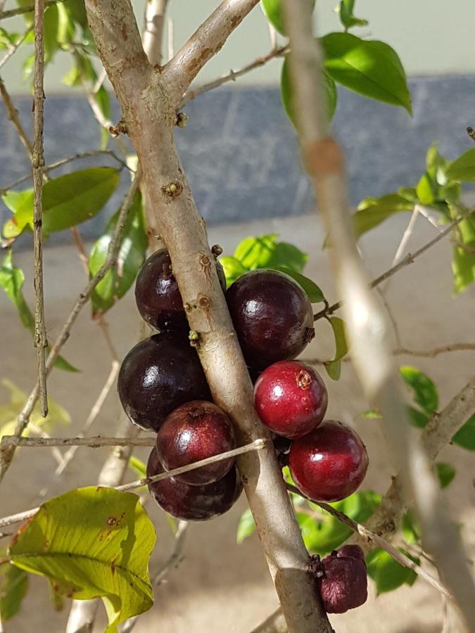 Aromas Da Terra Villa Goncalves Luaran gambar