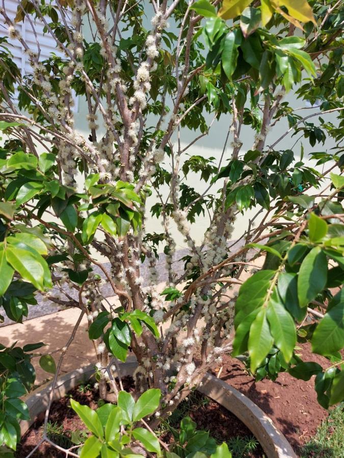 Aromas Da Terra Villa Goncalves Luaran gambar